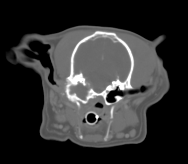 CT of dog with ear disease